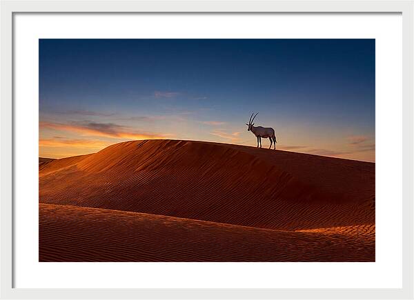 African Oryx Against Sunset Dunes
