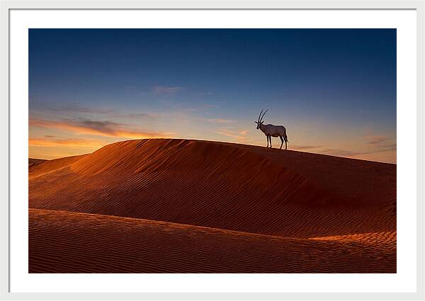African Oryx Against Sunset Dunes