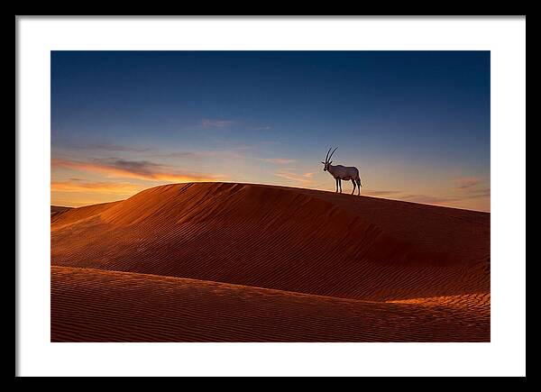 African Oryx Against Sunset Dunes