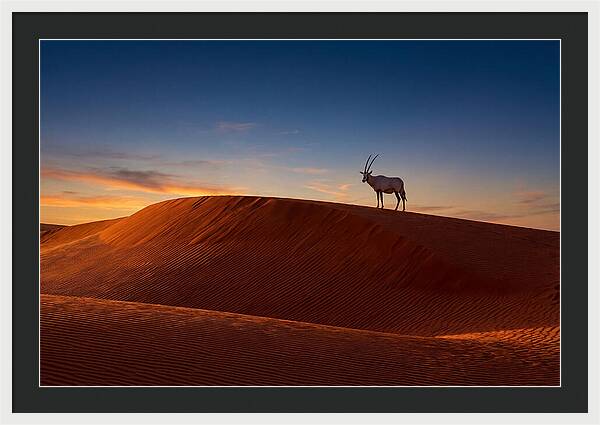 African Oryx Against Sunset Dunes