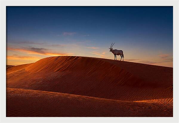 African Oryx Against Sunset Dunes