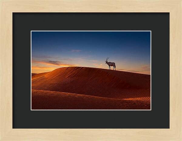 African Oryx Against Sunset Dunes