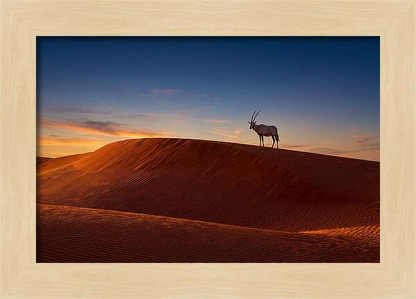 African Oryx Against Sunset Dunes