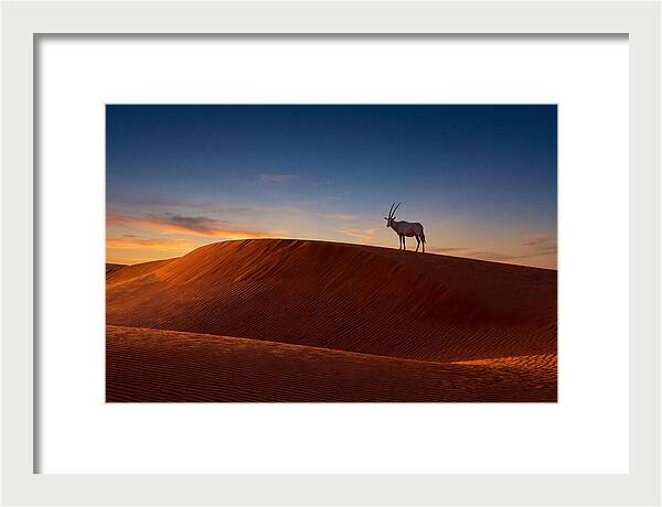African Oryx Against Sunset Dunes