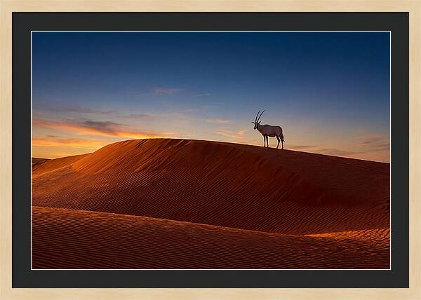 African Oryx Against Sunset Dunes