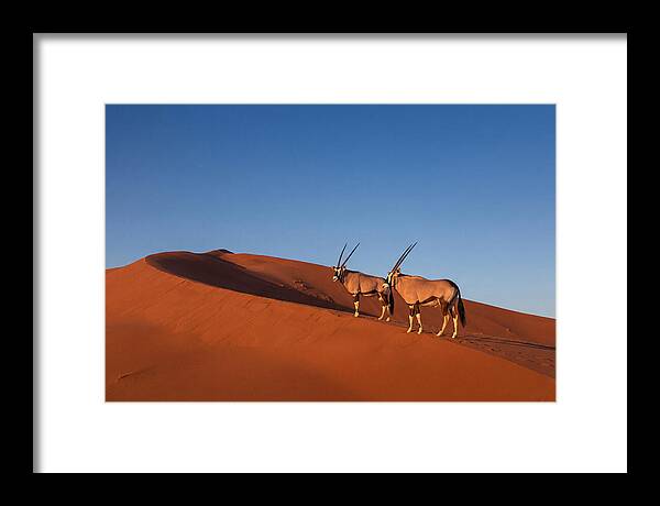African Oryx In Desert Dunes