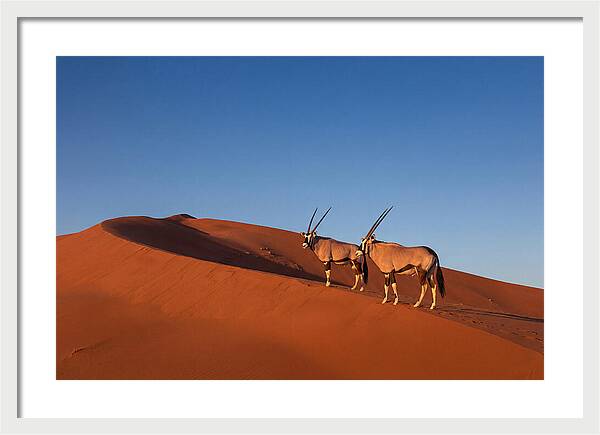 African Oryx In Desert Dunes