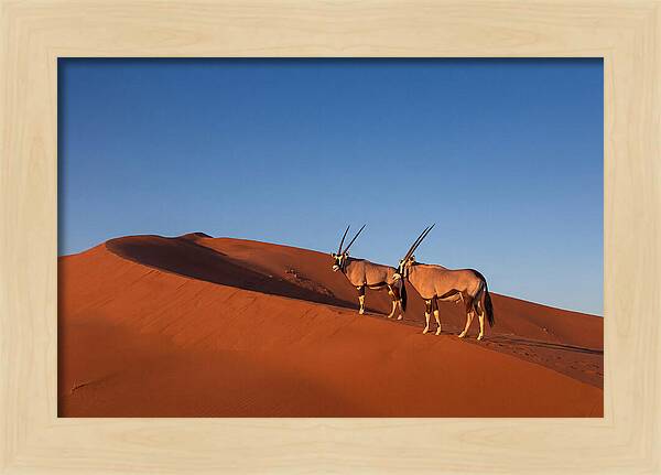 African Oryx In Desert Dunes