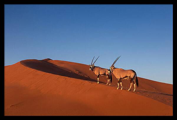 African Oryx In Desert Dunes