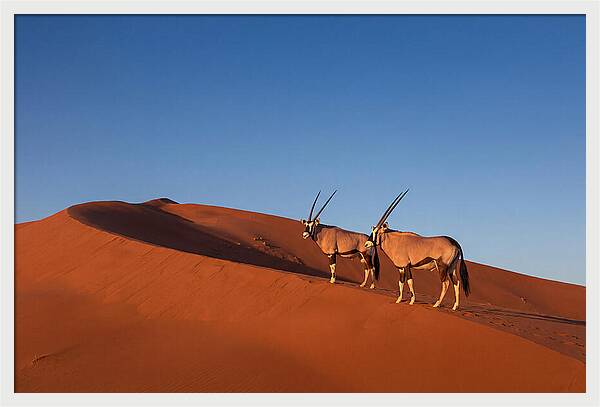 African Oryx In Desert Dunes