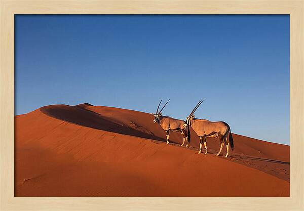African Oryx In Desert Dunes