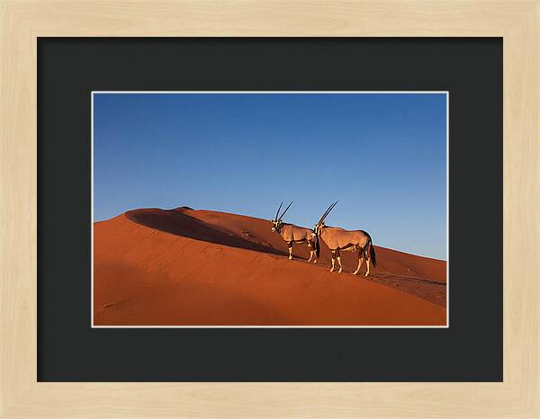 African Oryx In Desert Dunes
