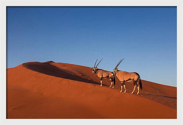 African Oryx In Desert Dunes