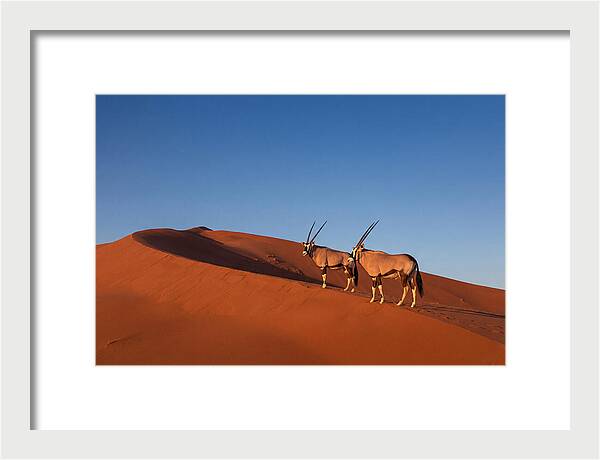 African Oryx In Desert Dunes