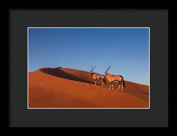 African Oryx In Desert Dunes