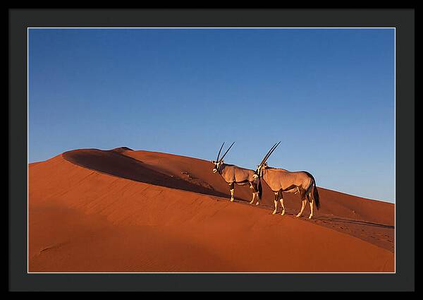 African Oryx In Desert Dunes