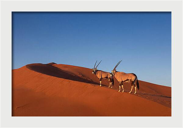 African Oryx In Desert Dunes