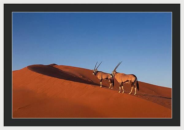 African Oryx In Desert Dunes