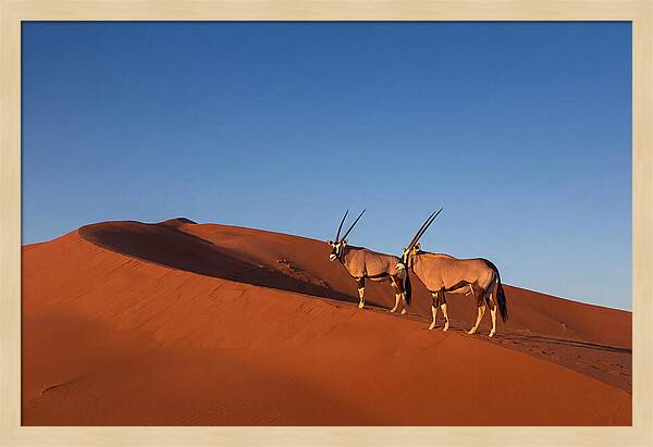 African Oryx In Desert Dunes