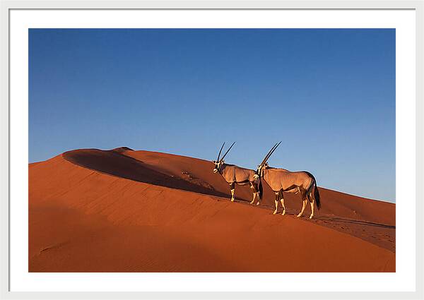 African Oryx In Desert Dunes