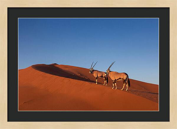 African Oryx In Desert Dunes