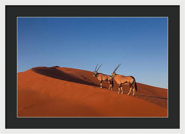 African Oryx In Desert Dunes