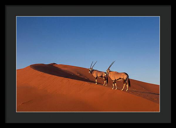 African Oryx In Desert Dunes