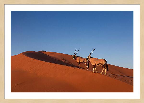 African Oryx In Desert Dunes