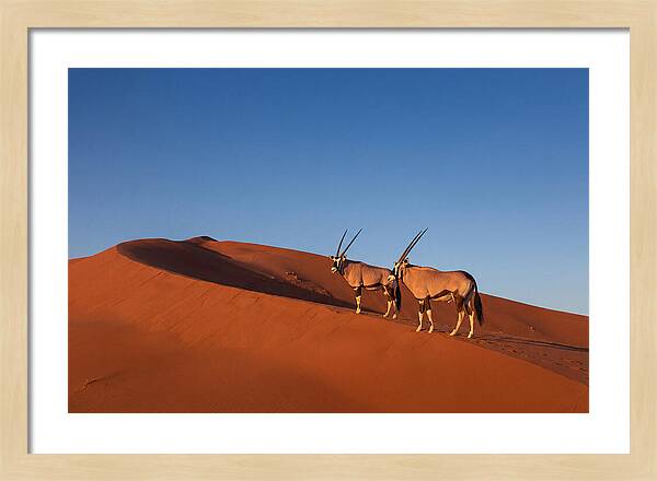 African Oryx In Desert Dunes