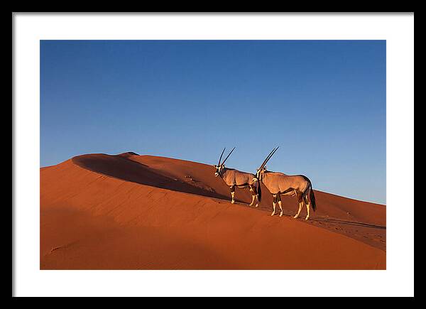 African Oryx In Desert Dunes