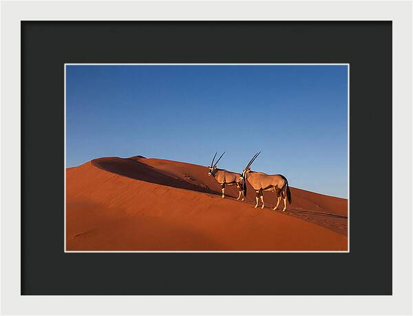 African Oryx In Desert Dunes