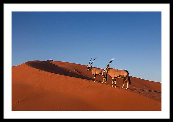 African Oryx In Desert Dunes
