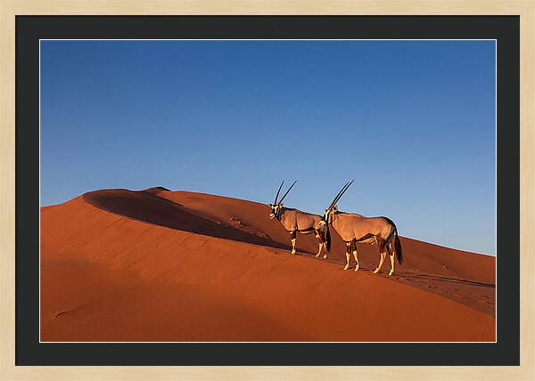 African Oryx In Desert Dunes
