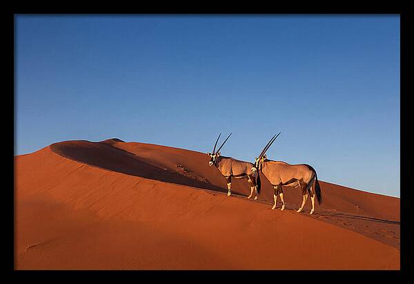 African Oryx In Desert Dunes