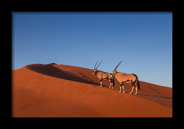 African Oryx In Desert Dunes
