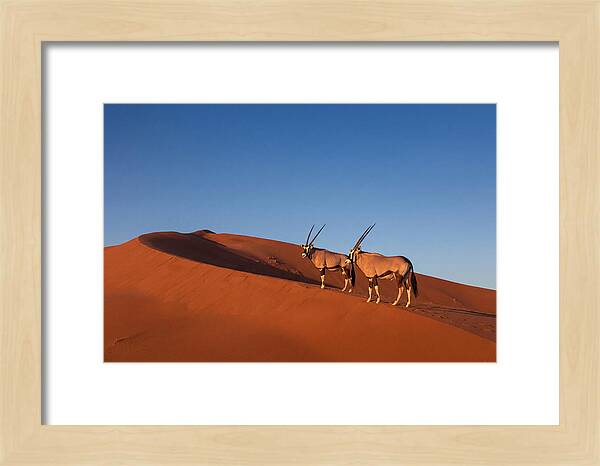 African Oryx In Desert Dunes