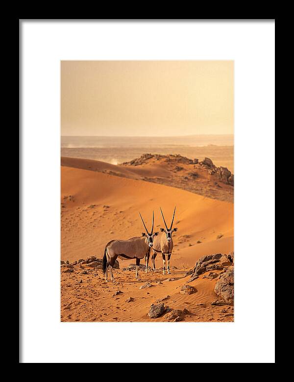 African Oryx Pair In Desert