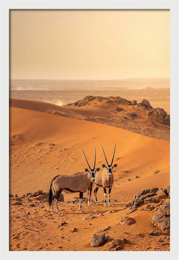 African Oryx Pair In Desert