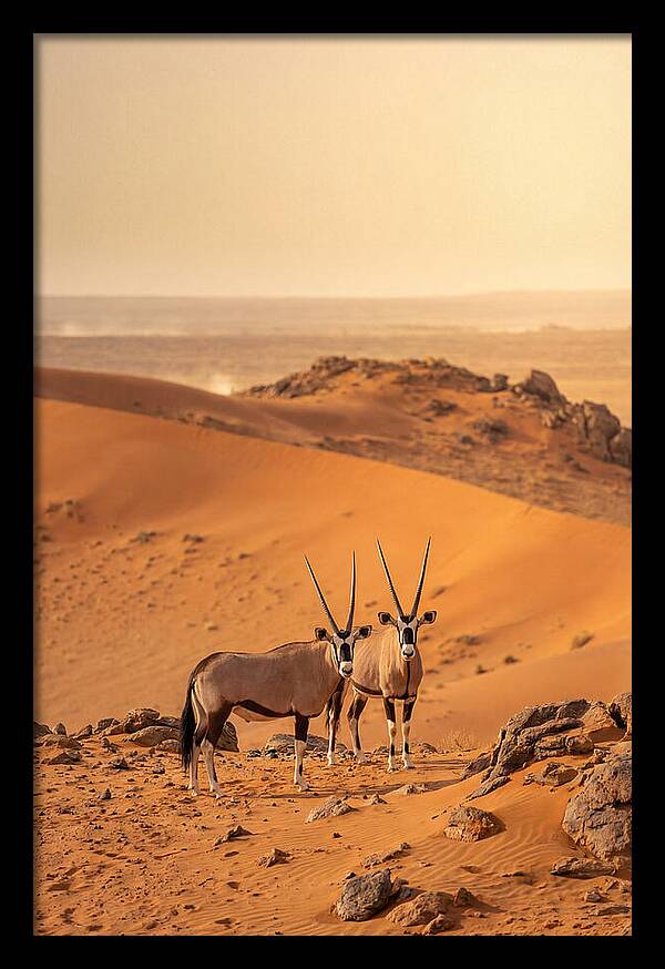 African Oryx Pair In Desert