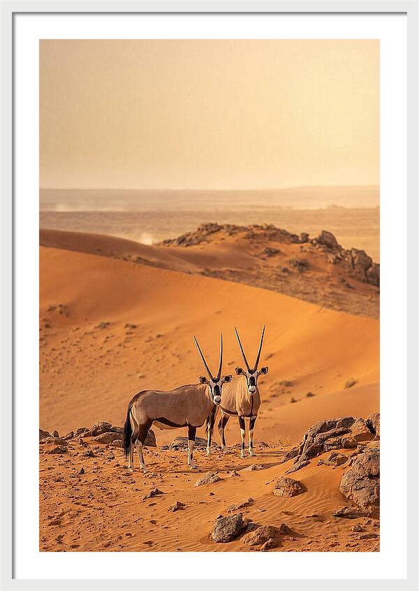 African Oryx Pair In Desert