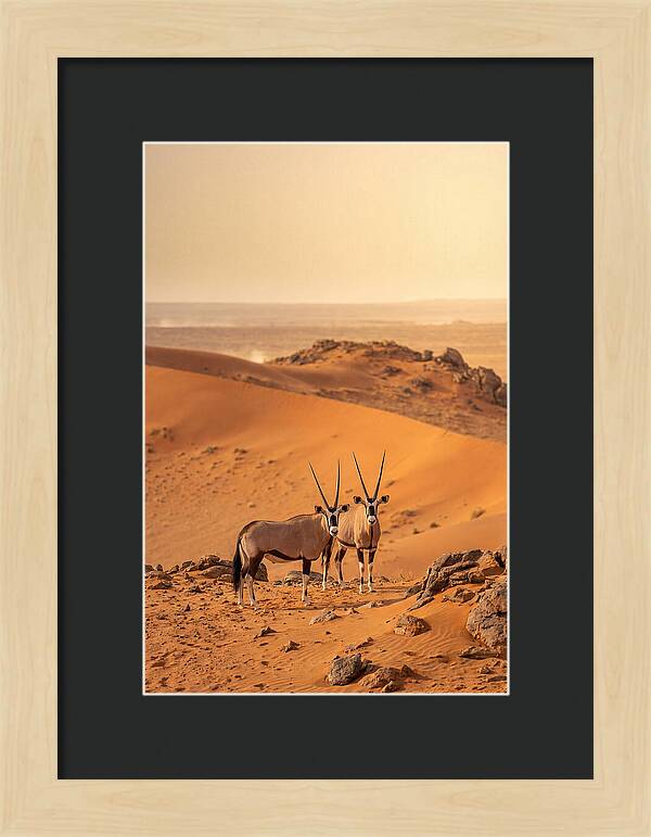 African Oryx Pair In Desert
