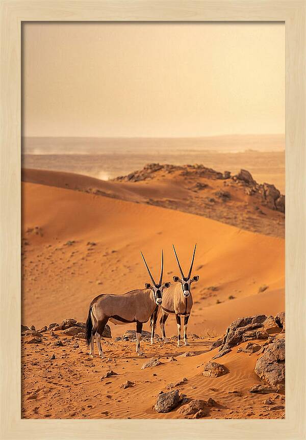 African Oryx Pair In Desert