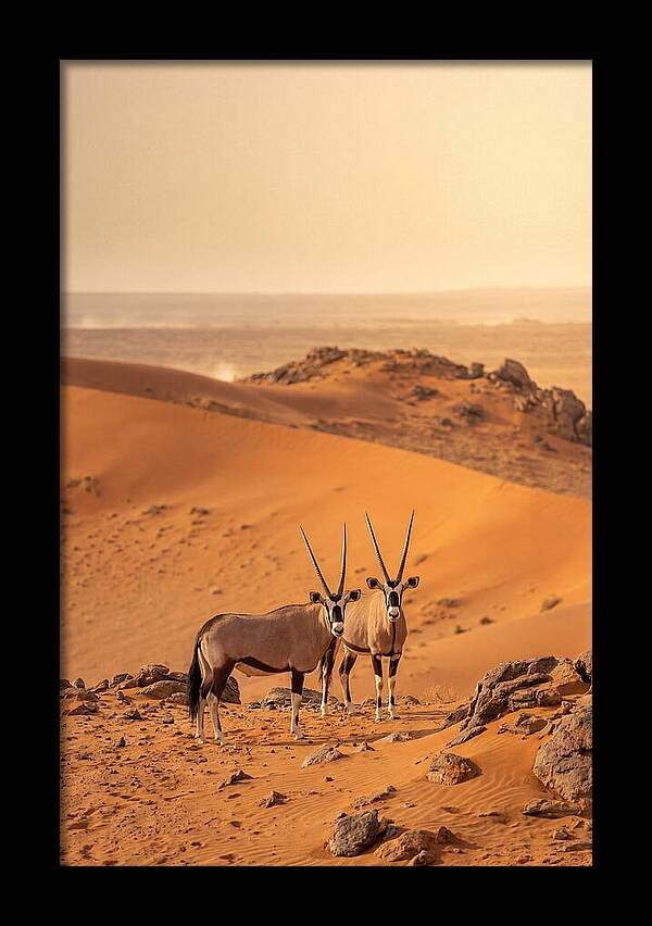 African Oryx Pair In Desert