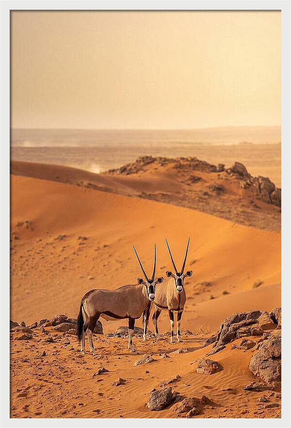 African Oryx Pair In Desert