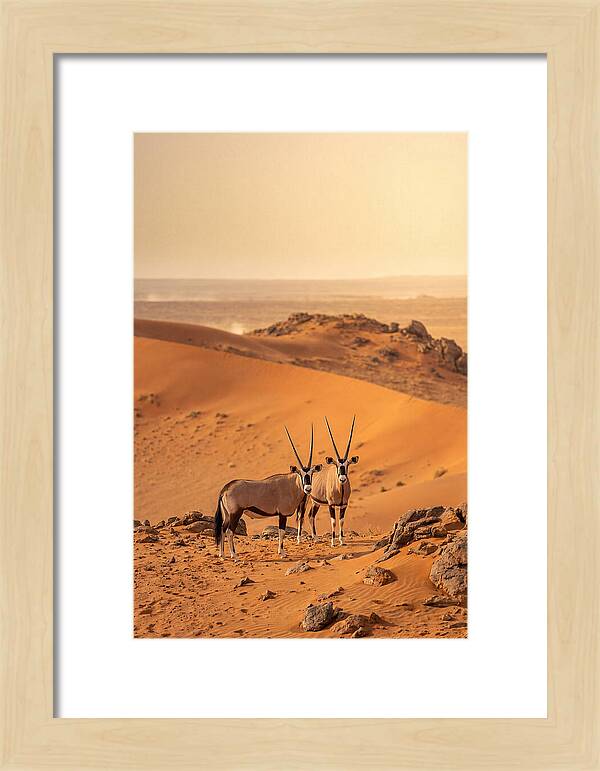 African Oryx Pair In Desert