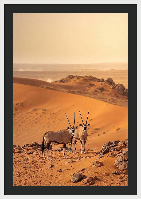 African Oryx Pair In Desert