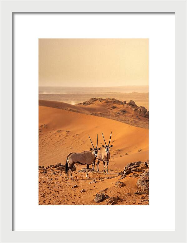 African Oryx Pair In Desert