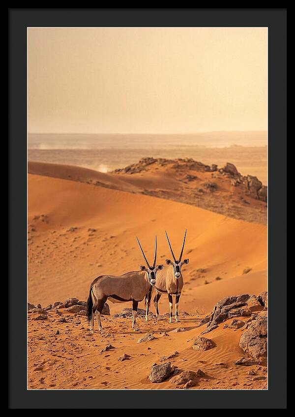 African Oryx Pair In Desert