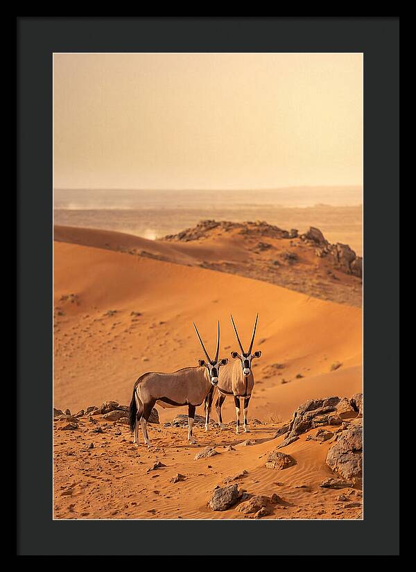 African Oryx Pair In Desert