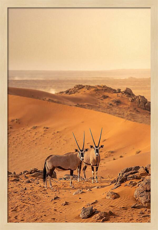 African Oryx Pair In Desert